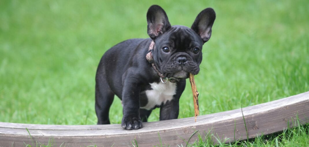 Black and White French Bulldog Puppy Stepping on Brown Wood Board Panel Close-up Photography