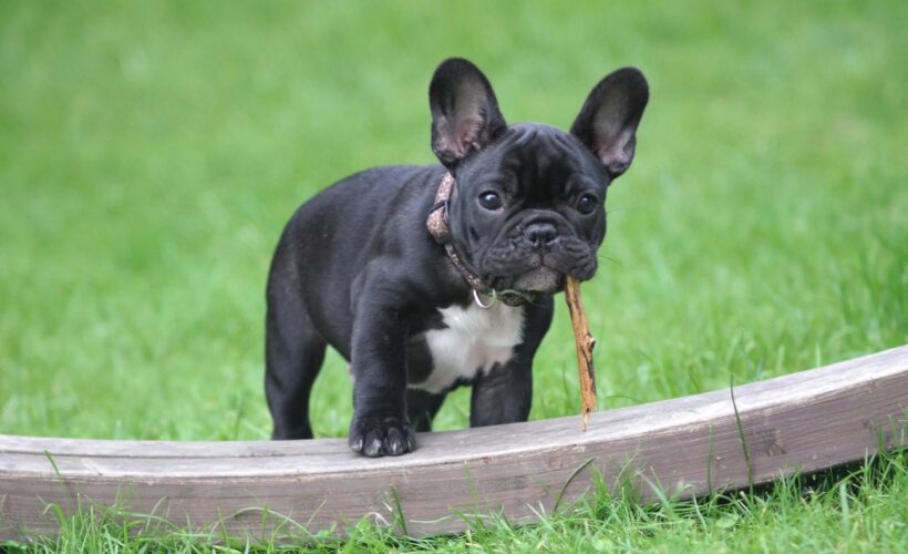 Black and White French Bulldog Puppy Stepping on Brown Wood Board Panel Close-up Photography