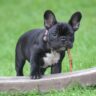 Black and White French Bulldog Puppy Stepping on Brown Wood Board Panel Close-up Photography