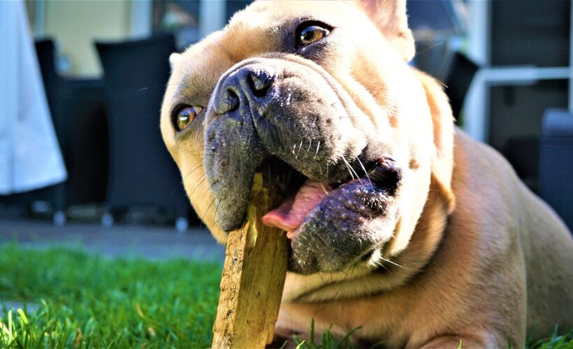 french bulldog, wood, chew