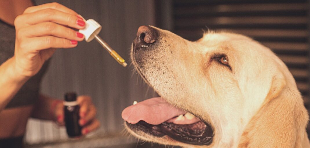 cbd oil, dog, pet