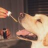 cbd oil, dog, pet