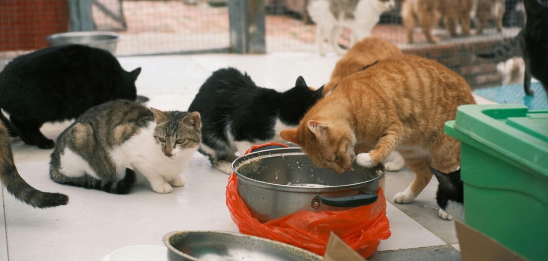 Stray Cats Inside a Shelter House